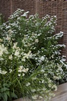 Parterre de fleurs contenant Luzula nivea 'Snowflake' et Spiraea nipponica 'Snowmound' par une clôture en saule tissé. Été. Peut.