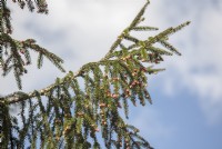 Picea orientalis - épicéa oriental - épicéa du Caucase - mai. Cônes de pollen mâles. L'espèce a les feuilles les plus courtes de tous les épicéas.
