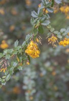 Berberis darwinii - Barbarie de Darwin - Mai. Arbuste à floraison printanière orange ou jaune orangé.