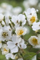Rosa 'Rambling Rector', une rose grimpante vigoureuse portant des masses de fleurs blanches simples avec des étamines dorées.