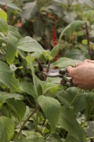 Prendre des boutures de résineux de Salvia confertifolia en automne - prendre des boutures juste en dessous du nœud