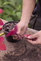 Prendre des boutures d'automne de Solenostemon - Coleus - enlever les feuilles inférieures