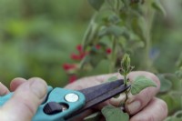 Boutures de Salvia darcyii - suppression des boutons floraux
