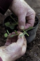 Arracher une bouture basale de résineux d'une Salvia