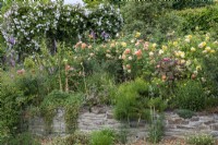 Un parterre planté de Rosa jaune 'La Femme du Poète' et de Rosa orange 'Dame de Shalott'. Derrière, une pergola dégoulinante de Rosa 'Adélaïde d'Orléans'.