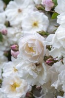 Rosa 'Adélaïde d ' Orléans', une rose grimpante avec des grappes de petits boutons roses qui s'ouvrent en fleurs blanc crème qui s'estompent avec l'âge.