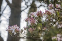 Rhododendron canescens hybride - Mai