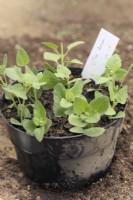 Boutures nodales de résineux Salvia Silkes Dream dans un pot en plastique