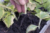 Les boutures de résineux d'automne de Plectranthus s'enracineront en quelques semaines seulement
