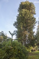 Voir en milieu de l'arboretum victorien en automne. Jeune Araucaria araucana syn. puzzle de singe, pin du Chili. Championne Picea orientalis syn. épicéa oriental.