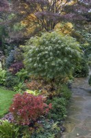 Plantation mixte dans le jardin des quatre saisons d'inspiration japonaise, Walsall - octobre
