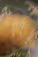 Stipa gigantea - Avoine dorée en automne