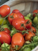 Récolte de tomates italiennes Roma.