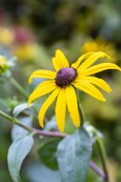 Rudbeckie 'Goldsturm'