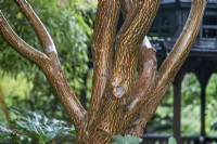 Écorce d'Acer dans le jardin des quatre saisons d'inspiration japonaise, Walsall - octobre