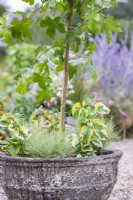 Grand pot planté de Liquidambar styraciflua, carex et Houttuynia 'Caméléon'