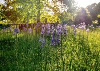 La prairie de fleurs sauvages commence en pleine floraison avec Camassia quamash et Camassia leichtlinii, mai 2022.