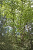 Forêt feuillue et persistante à Quercus rubra syn. chêne rouge. Le printemps.