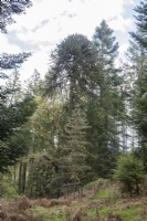 Voir dans pinetum juvénile passé Pinus muricata syn. pin évêque à maturité, Victorian Araucaria araucana syn. Araucaria imbricata, pin du Chili, puzzle de singe. Le printemps.