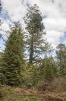 Voir en pinetum vers quatre Picea abies syn. Épinette de Norvège et grand Pseudotsuga menziesii syn. Sapin de Douglas avec un substantiel balai de 'sorcière'. Pteridium aquilinum syn. fougère.