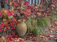 Urne décorative en terre cuite et feuilles d'automne de Vitis coignetiae - Crimson Glory Vine