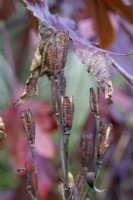 Lilium Nymphe - gousses de graines de lys trompette orientales en automne