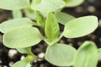Tithonia rotundifolia 'Goldfinger' semis de tournesol mexicain Mai