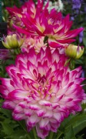 Dahlia 'LaBella Maggiore Rose Bicolor' - RHS Malvern Spring Festival - exposant W et S Lockyer
