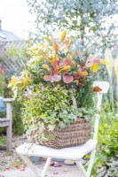 Panier en osier contenant Cotinus - Smoke Bush 'Grace', Eryngium, Symphoricarpos - Magical Galaxy 'Kolmgala', Ivy et Ceratostigma 'Forest Blue' sur une chaise