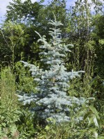 Picea pungens 'Diamant bleu' - Épinette du Colorado