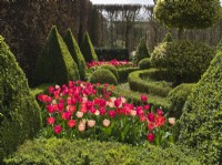 Tulipa Rose et rouge mélanges mélangés dans un parterre de jardin avec une couverture de boîte taillée