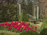 Tulipa Rose et rouge mélanges mélangés dans le jardin de parterre