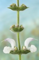 Salvia argentea Sauge argentée Fleurs et bourgeons Juin