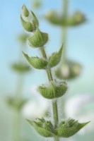 Salvia argentea Silver sage Haut de tige florale Juin