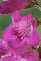 Penstemon 'Pensham Just Jayne' syn. Penstemon 'Just Jayne' Pensham Série Juin