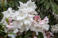Rhododendron 'Loderi King George' - Mai