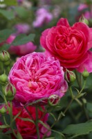 Rosa 'Christopher Marlowe' - Ausjump - Rosier buisson anglais - Juillet