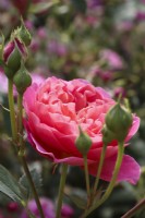 Rosa 'Boscobel' - Auscousin - Rosier buisson anglais - Juillet