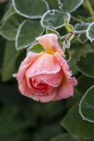 Givre sur fleur de Rosa 'It's a Wonderful Life' - Rose de l'année 2021 - Dictwix - breeder Colin Dickson