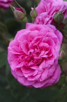 Rosa 'Gertrude Jekyll' - Ausbord - Rosier buisson anglais - Juillet