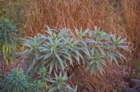 Combinaison de feuillage d'Echium Candicans - Pride of Madeira et Molinia caerulea subsp. arundinacea - Herbe des landes pourpres