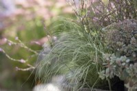 Carex 'Brume Amazone'
