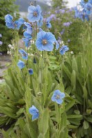 Meconopsis 'Lingholm' - Meconopsis betonicifolia 'China Blue' - Pavot bleu de l'Himalaya 'Lingholm' - juin.