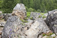 Parterres arctiques au jardin botanique de Tromso. Au milieu de l'été. D'importants rochers couverts de lichens améliorent l'ambiance pour les petites plantes arctiques fragiles comme la Campanula turczaninovii et la Saxifrage.