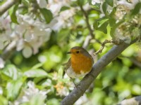 Erithacus rubecula aux abords - Robin perché dans la fleur de pommier