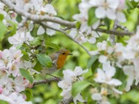 Erithacus rubecula aux abords - Robin perché dans la fleur de pommier