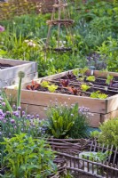 Nouvelle croissance des bordures d'herbes et de légumes dans le potager biologique.