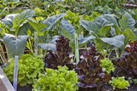 Plantation d'accompagnement dans une bordure de légumes contenant de la laitue, du chou-rave et de l'oignon.