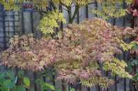 Acer palmatum 'Sango-Kaku' - Octobre