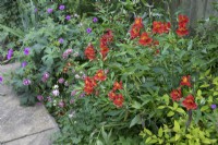 Parterre mixte d'Alstroemeria, d'Aquilegia 'Nora Barlow' et de Géranium 'Patricia' - juin